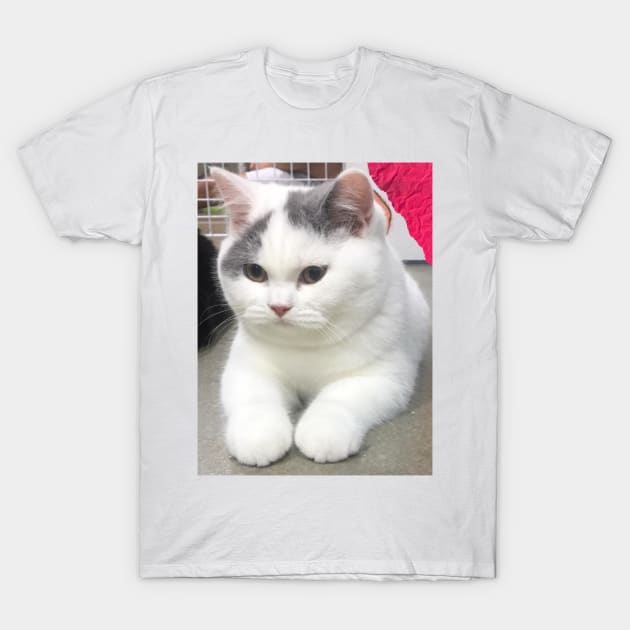 the chubby white cats T-Shirt by kunasin